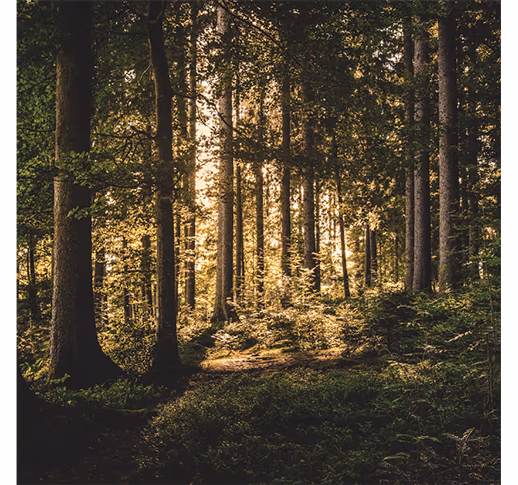 Rollo wohnzimmer natur mittagswald - TenStickers