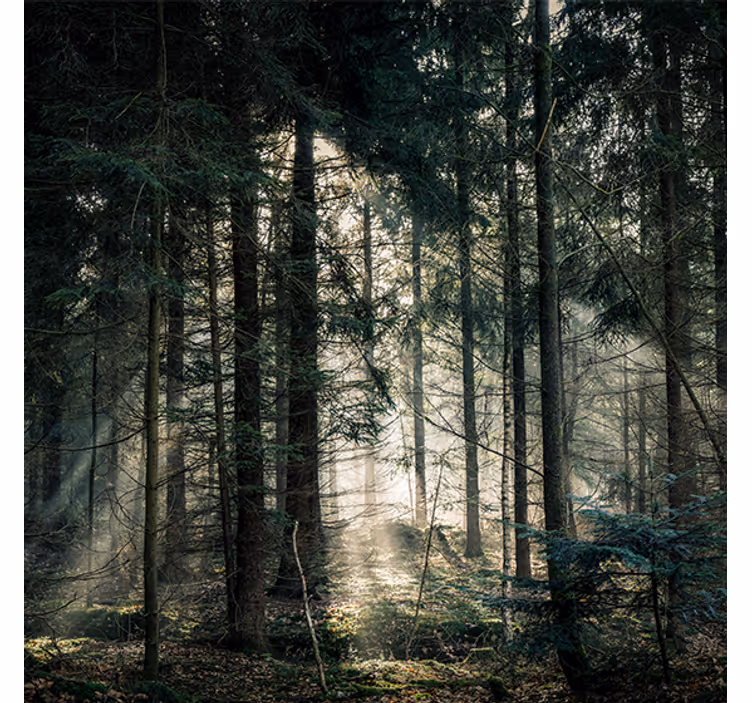 Rollo wohnzimmer naturwald mit dunklen tönen tagsüber - TenStickers