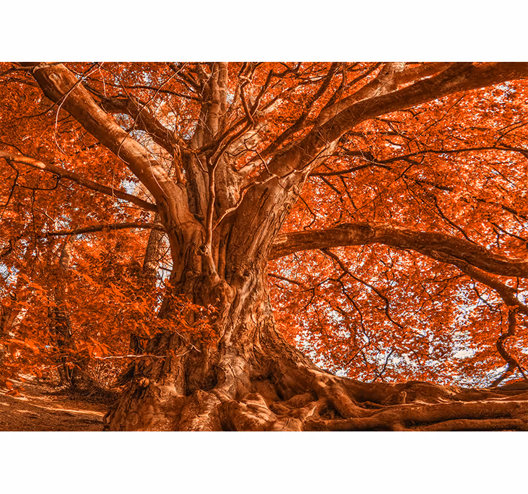 Rollo wohnzimmer großer schöner herbstbaum - TenStickers