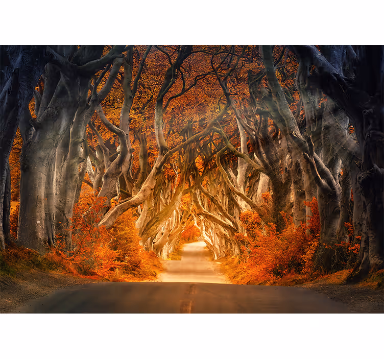 Rollo wohnzimmer mit schöner aussicht vom waldweg - TenStickers