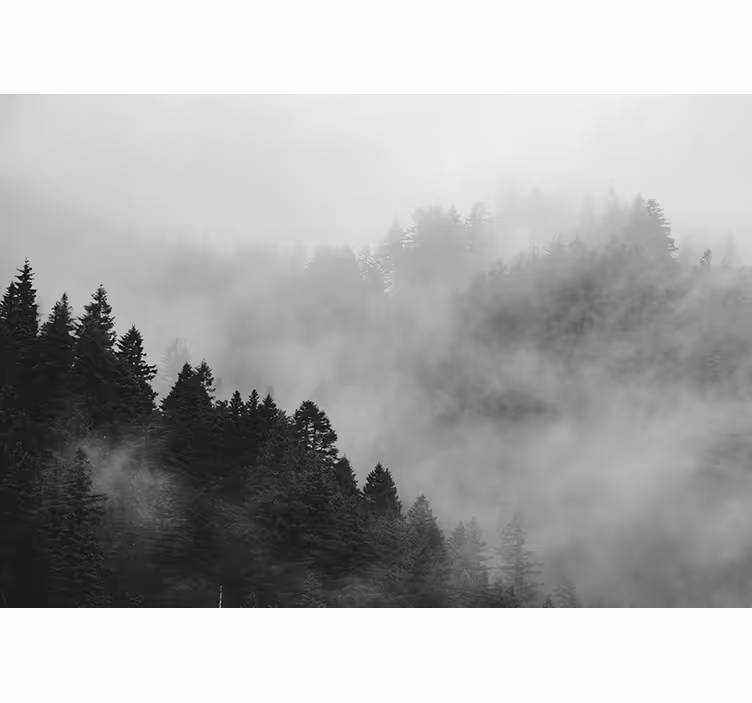 Rollo fenster grau schwarzweißer nebelwald - TenStickers
