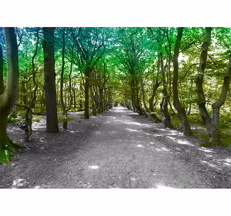 Rollo wohnzimmer sonniger grüner waldweg - TenStickers