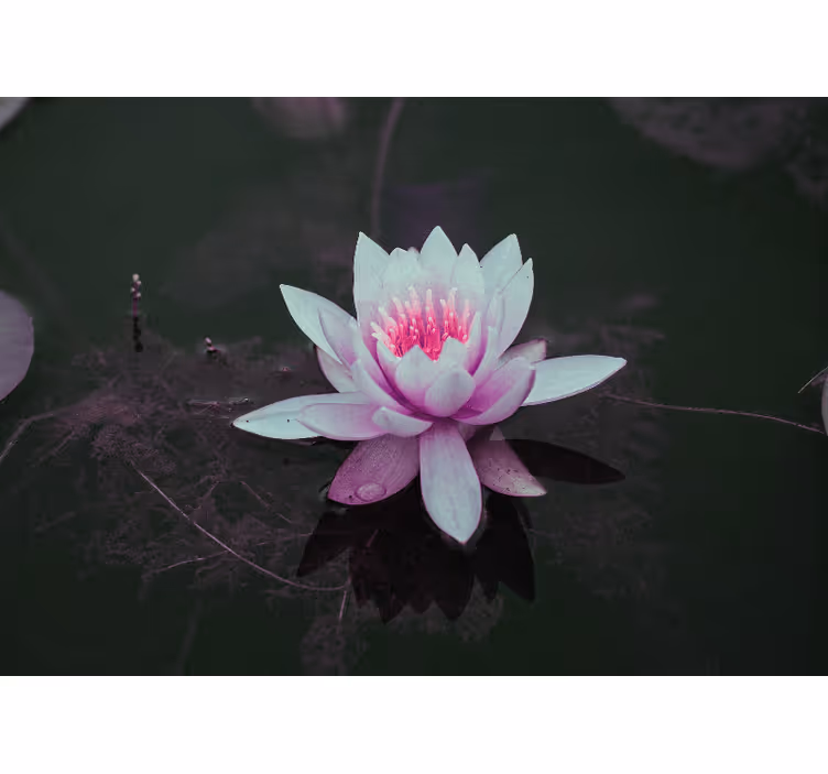 Rollo fenster schlafzimmer pink vintage lotus - TenStickers