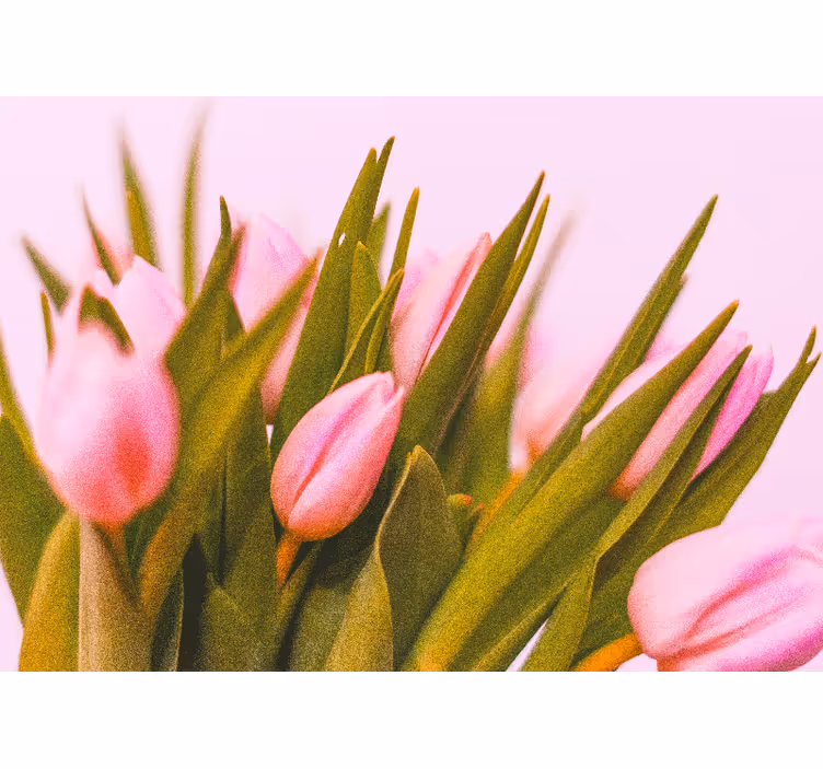 Rollo fenster schlafzimmer mit tulpen auf rosa hintergrund - TenStickers
