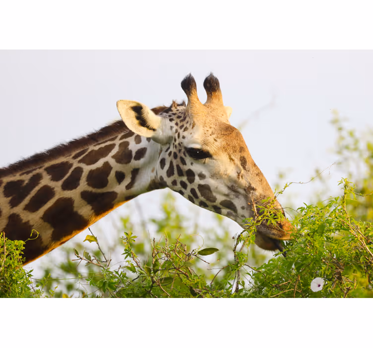 Rollo fenster schlafzimmer giraffe hochformatig - TenStickers