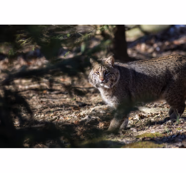 Rollo fenster schlafzimmer mit wildkatzenmotiv - TenStickers