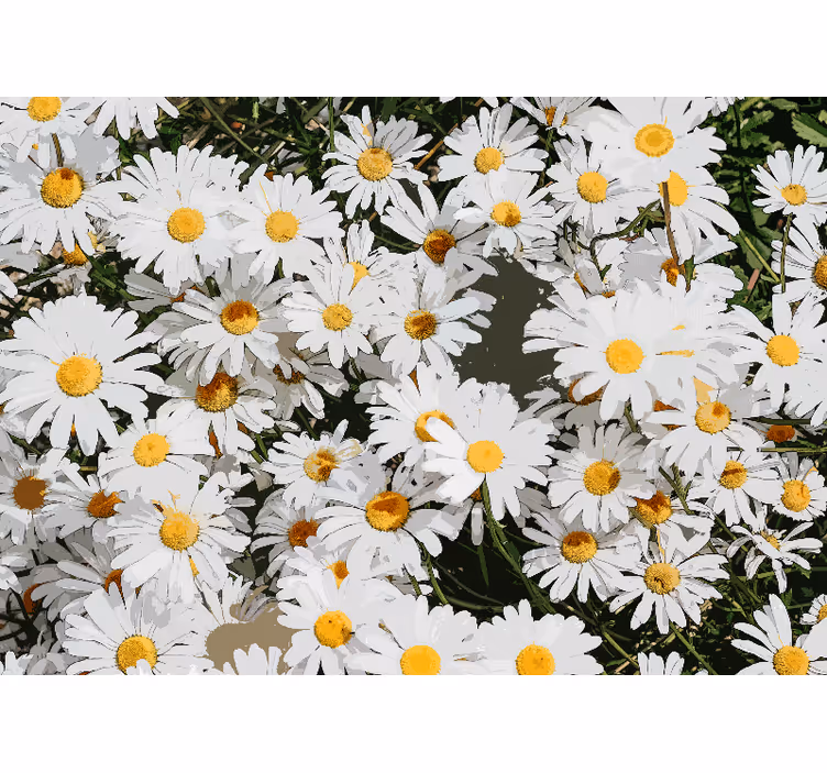 Rollo fenster weiß gänseblümchen wiese - TenStickers