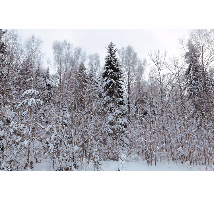 Rollo fenster weiß winterwald in weiß - TenStickers