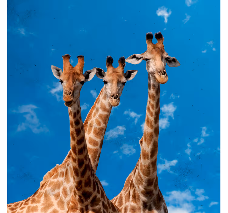 Rollo fenster kinderzimmer giraffen und blauer himmel - TenStickers