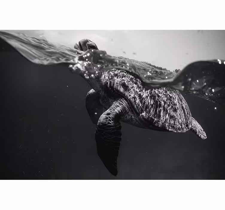 Rollo fenster schwarz mit monochromer schildkröte schwimmend - TenStickers