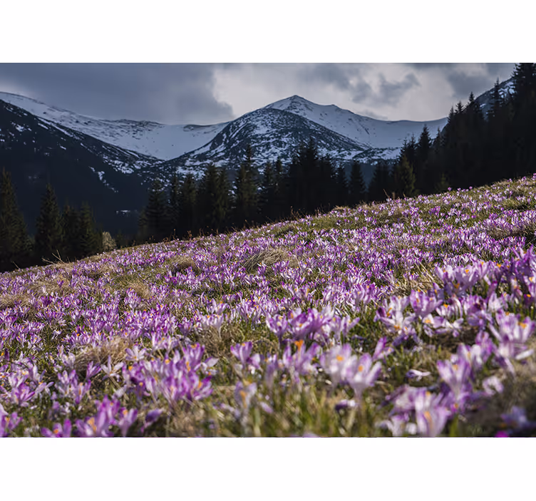 Rollo wohnzimmer wunderschöne krokusblumenwiese - TenStickers