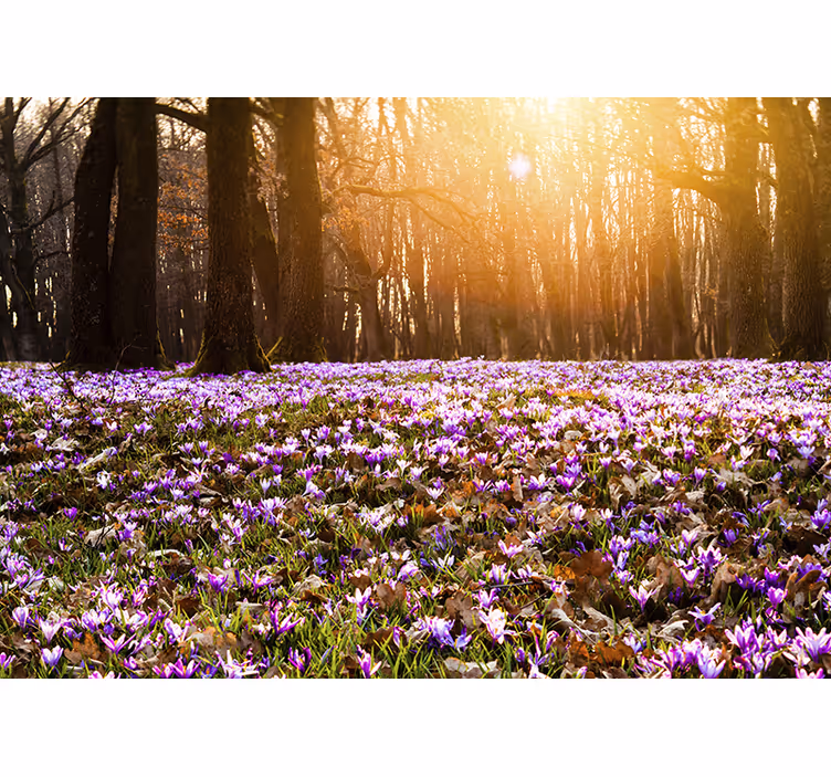 Rollo wohnzimmer wunderschöne lila krokuslandschaft - TenStickers