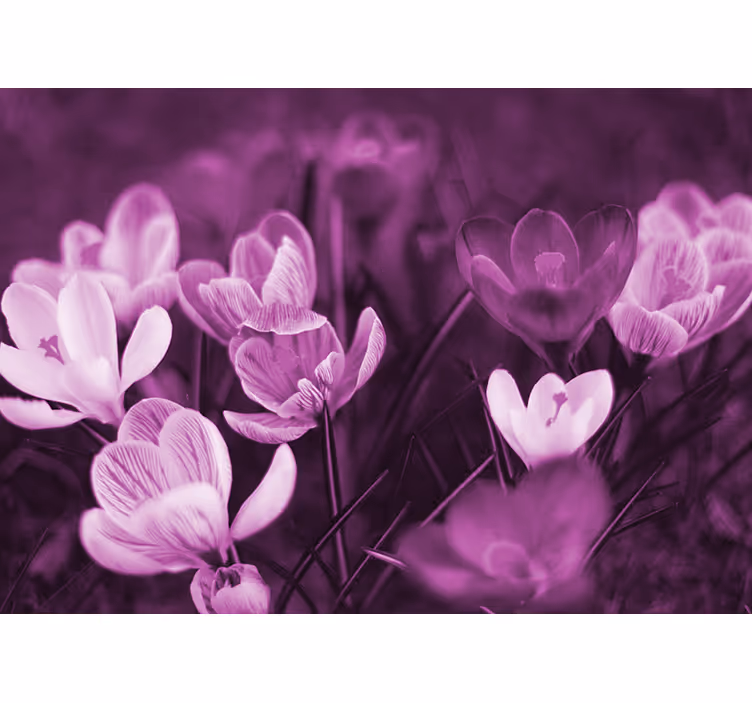 Rollo wohnzimmer schöner rosa krokusblüte - TenStickers