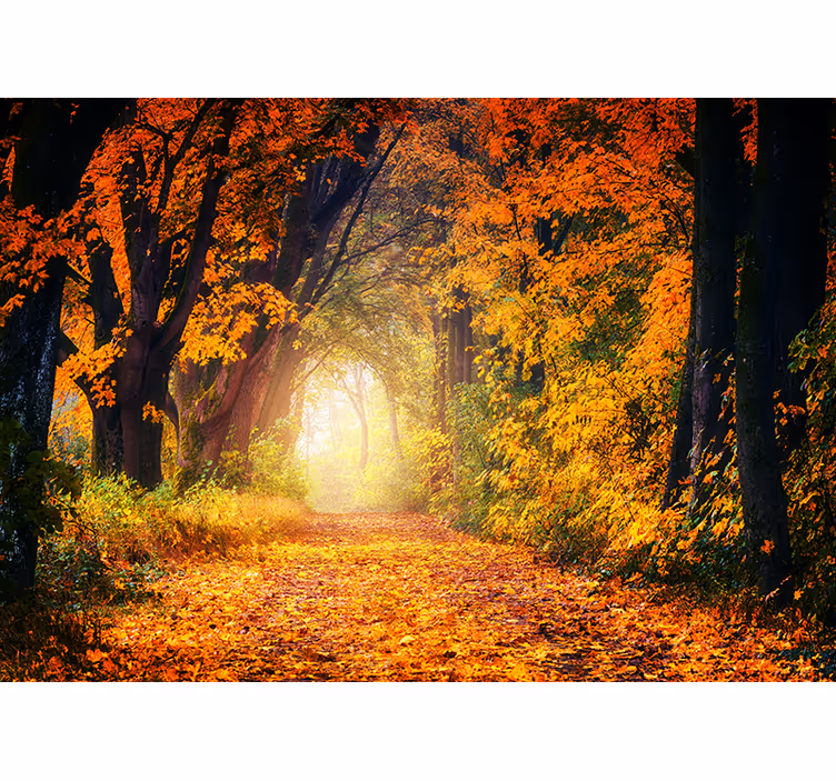 Rollo fenster schlafzimmer bunter herbstwald - TenStickers
