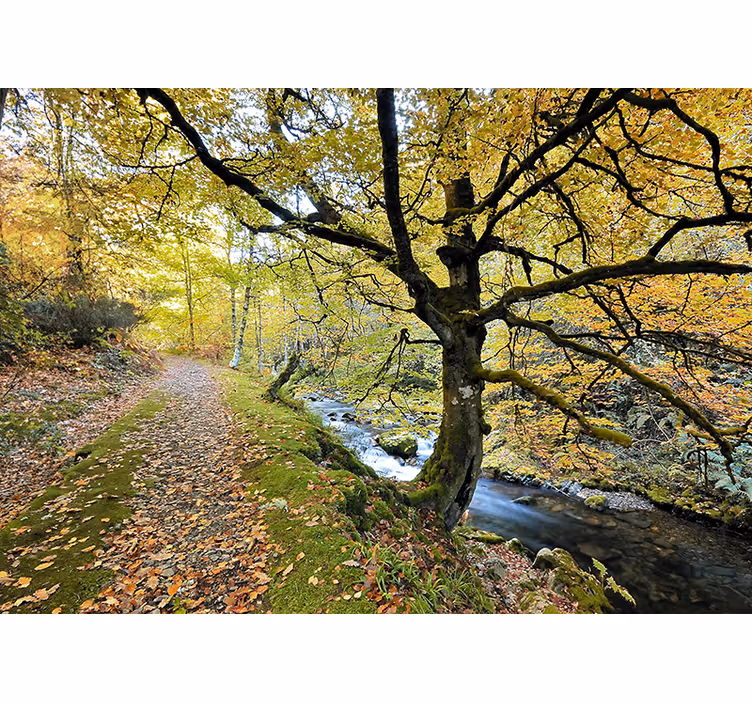 Rollo wohnzimmer wald von muniellos und fluss - TenStickers