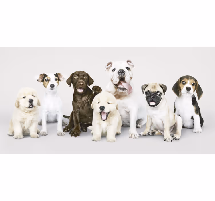 Rollo fenster tiere hundefotografie welpen - TenStickers