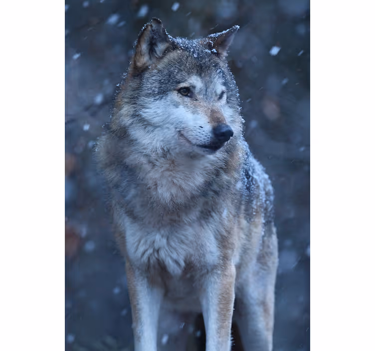 Rollo fenster jugendzimmer wolf im schnee - TenStickers
