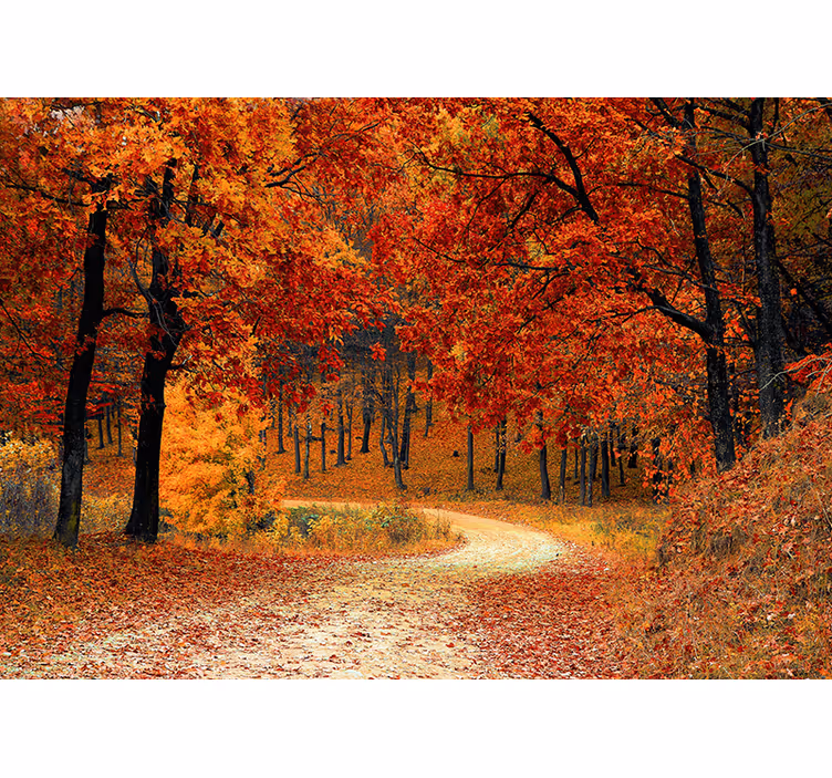 Rollo fenster orange tapete herbstbäume - TenStickers
