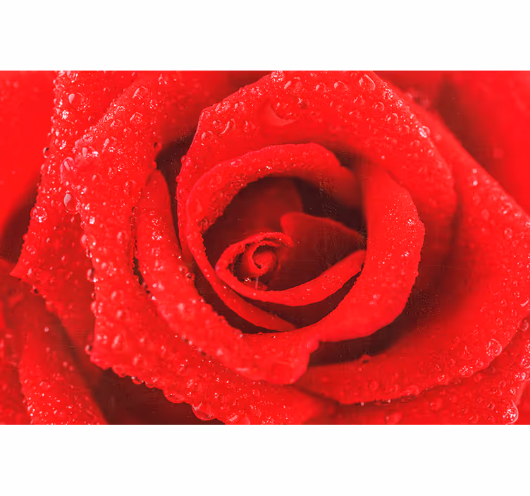 Rollo fenster rot roseblüte - TenStickers