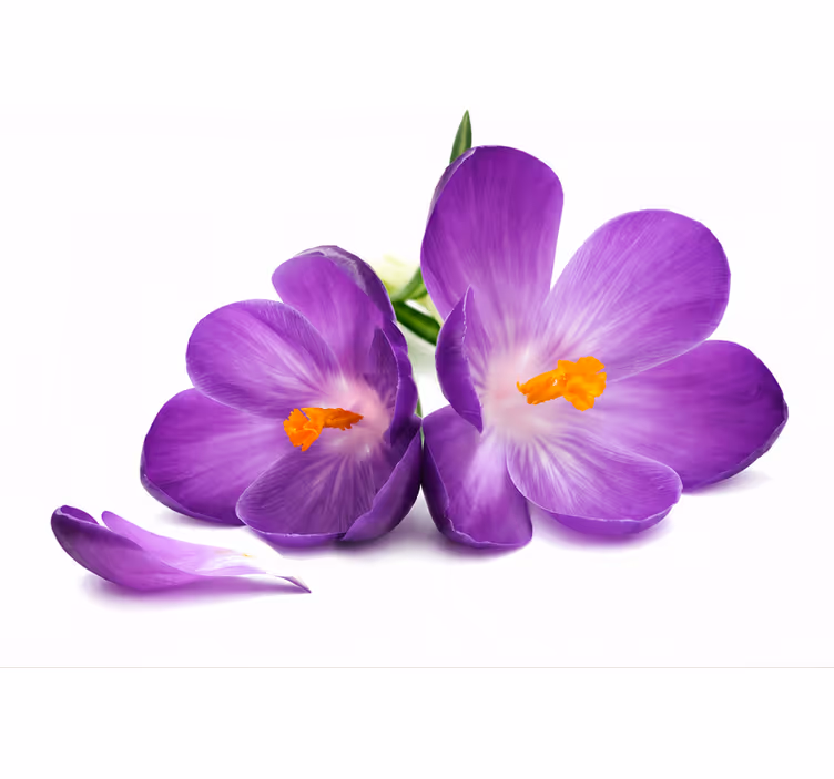 Rollo fenster lila mit friedlich gepflückten blumen - TenStickers
