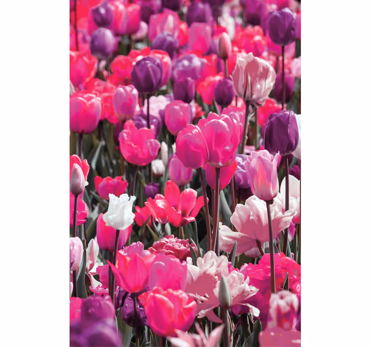 Rollo Fenster Blumen und Pflanzen lila tulpenblüten - TenStickers