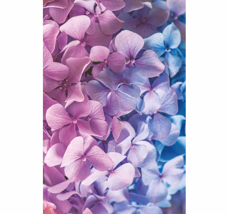 Rollo Fenster Blumen und Pflanzen hortensienblütenblatt - TenStickers