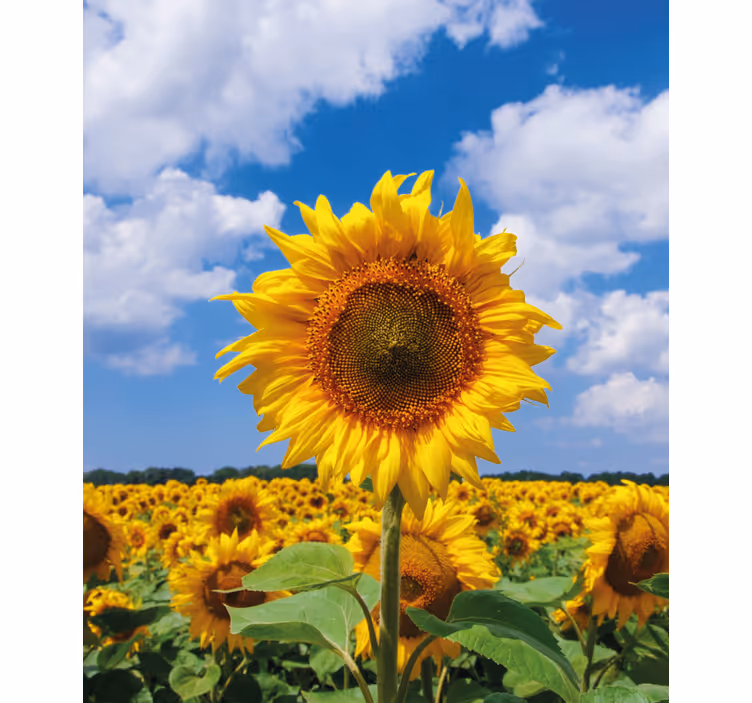 Rollo Fenster Blumen und Pflanzen sonnenblumenfeldszene - TenStickers