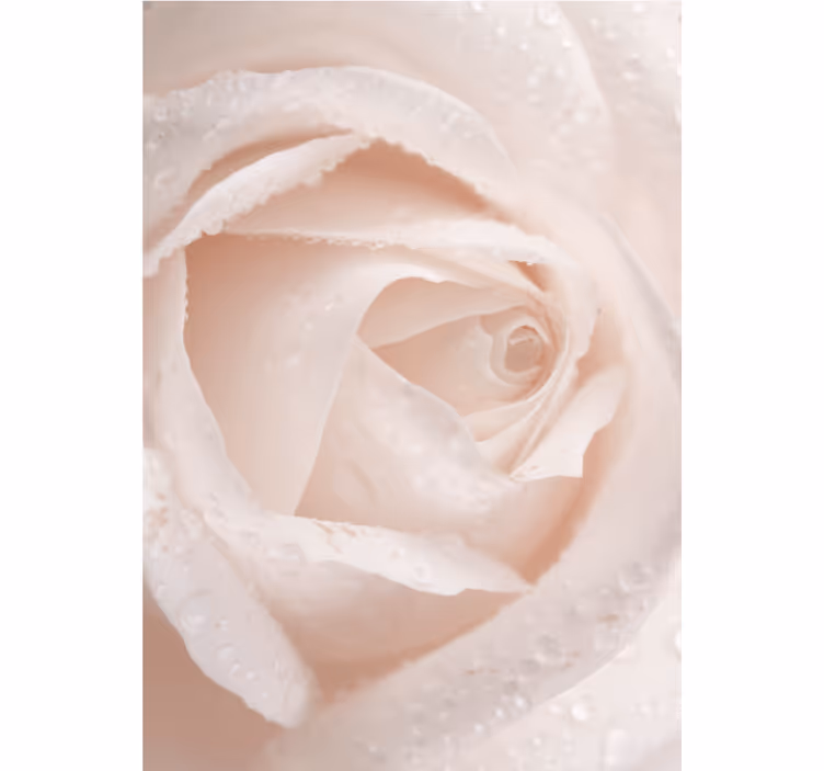 Rollo Fenster Blumen zartes rosenblatt - TenStickers