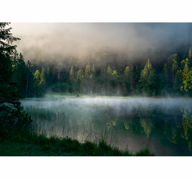 Rollo Fenster Bäume nebligen wald reflexion - TenStickers