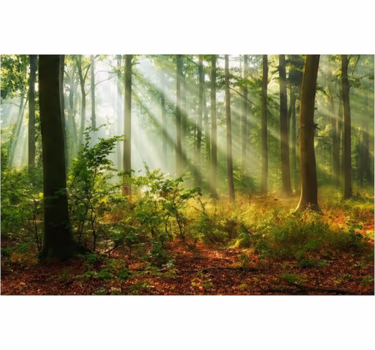 Tapete wald natürliches licht im wald - TenStickers