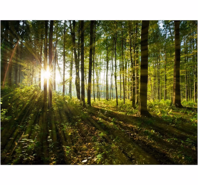 Tapete wald goldene sonnenstrahlen wälder - TenStickers