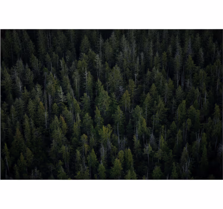 Tapete wald mit tiefer waldstruktur - TenStickers