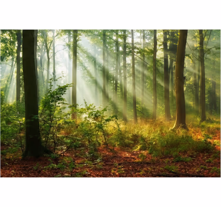 Tapete wald sonnenbeschienene morgenhaine - TenStickers