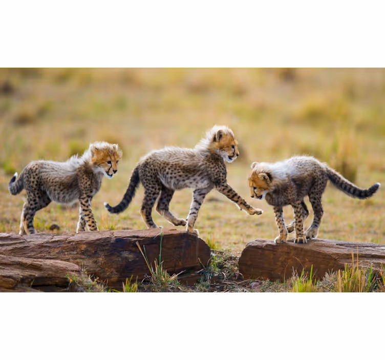 Fototapete afrikanisch niedliche gepardenbabys - TenStickers