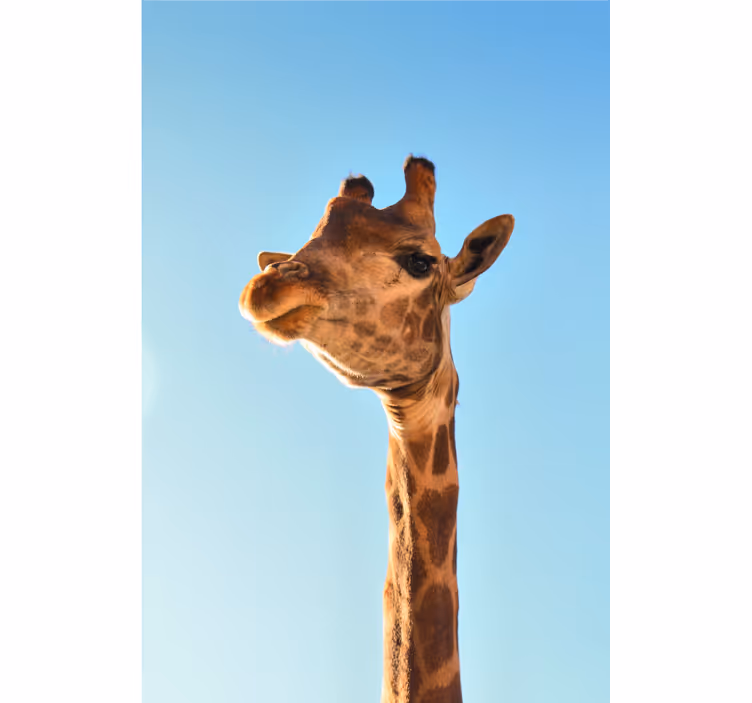 Fototapete afrikanisch giraffen nahaufnahme - TenStickers