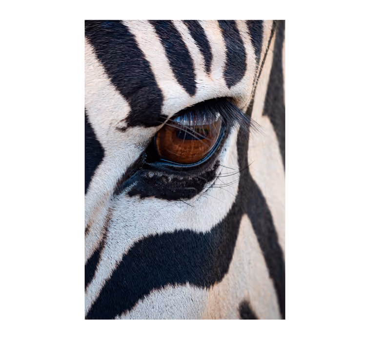 Fototapete afrikanisch zebraauge - TenStickers