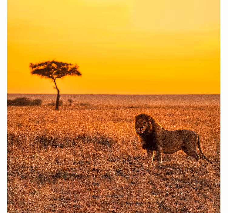 Fototapete afrikanisch abendlicher savannenbaum - TenStickers