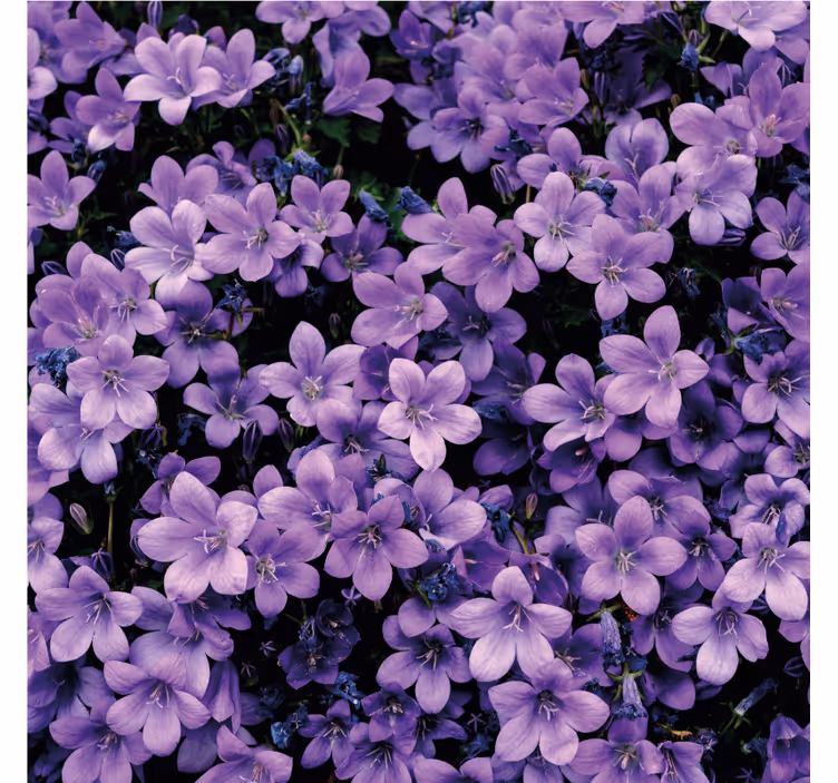 Fototapete lila mit verschwommenen lila blumen - TenStickers