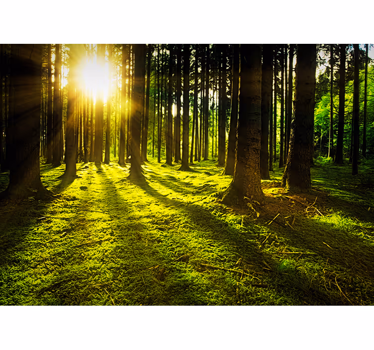 Fototapete wald im sonnenlicht - TenStickers