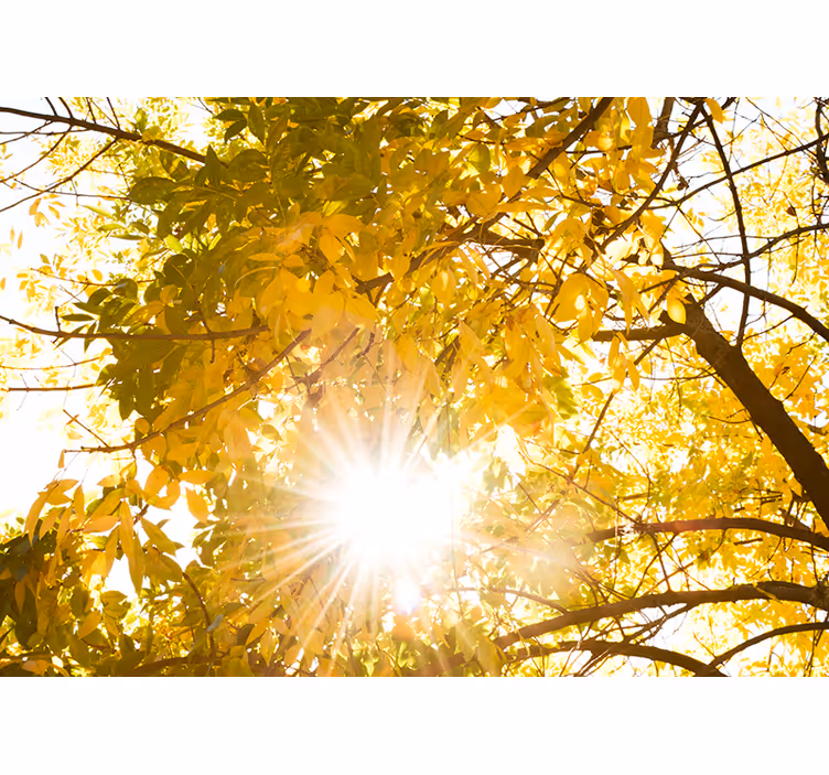 Fototapete Natur herbst kronen strahlen - TenStickers