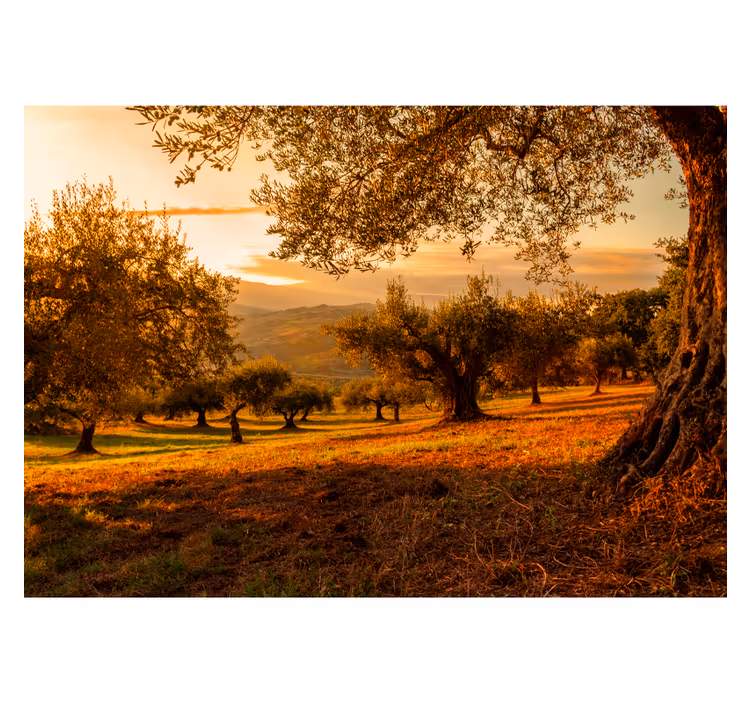 Fototapete Landschaften mediterraner hain - TenStickers