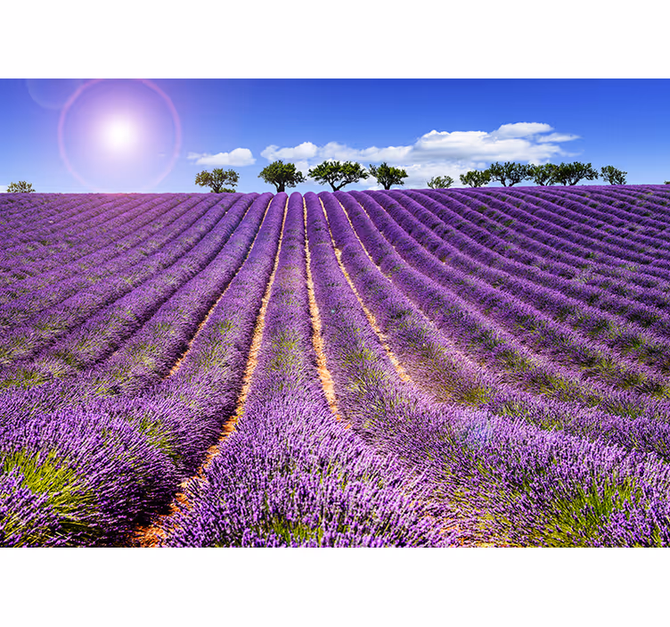 Fototapete Blumen aussicht auf ein lavendelfeld - TenStickers