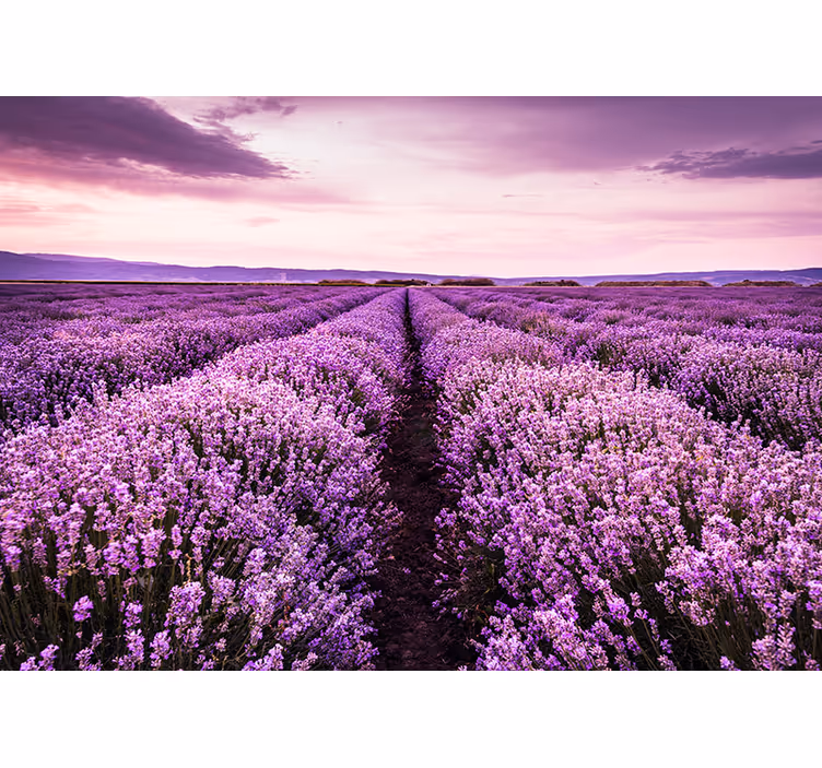 Fototapete Blumen lavendelfeld-panorama - TenStickers