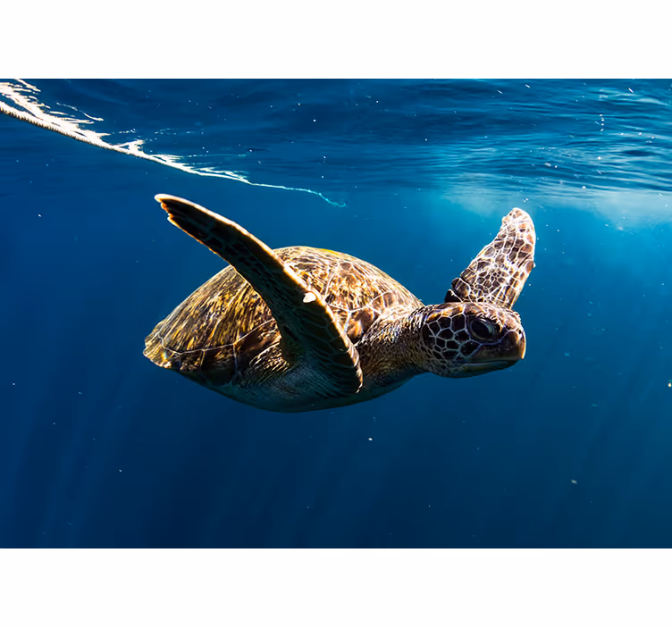Schildkröte unterwasser Tierfototapete - TenStickers