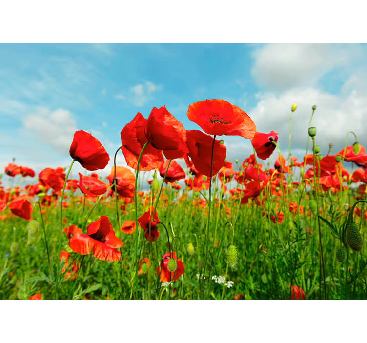 Riesiges Mohnfeld Blumen Fototapete - TenStickers