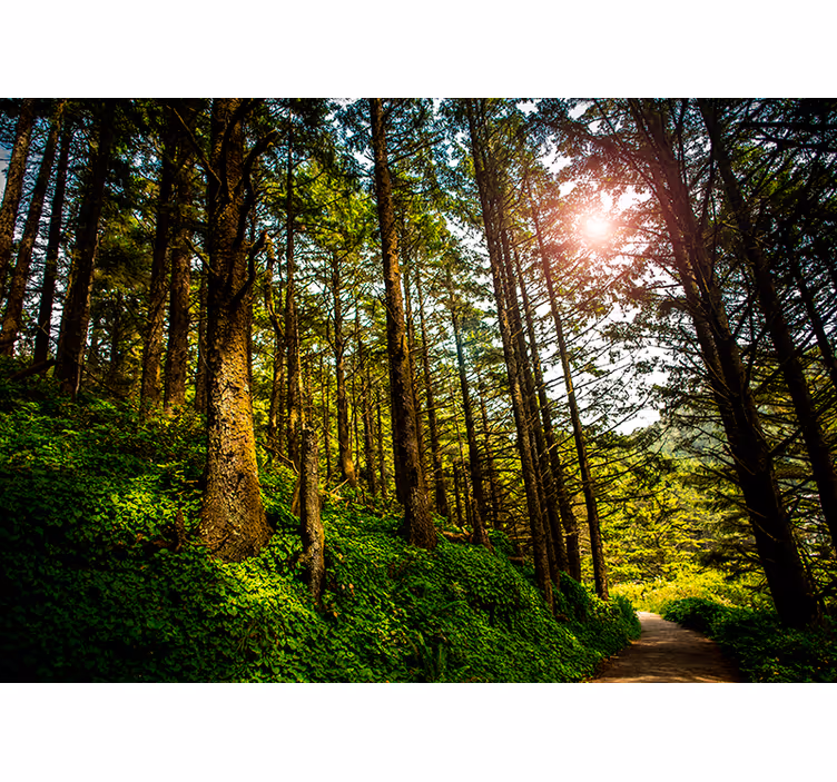 Sonniger Wald Wandtapete - TenStickers