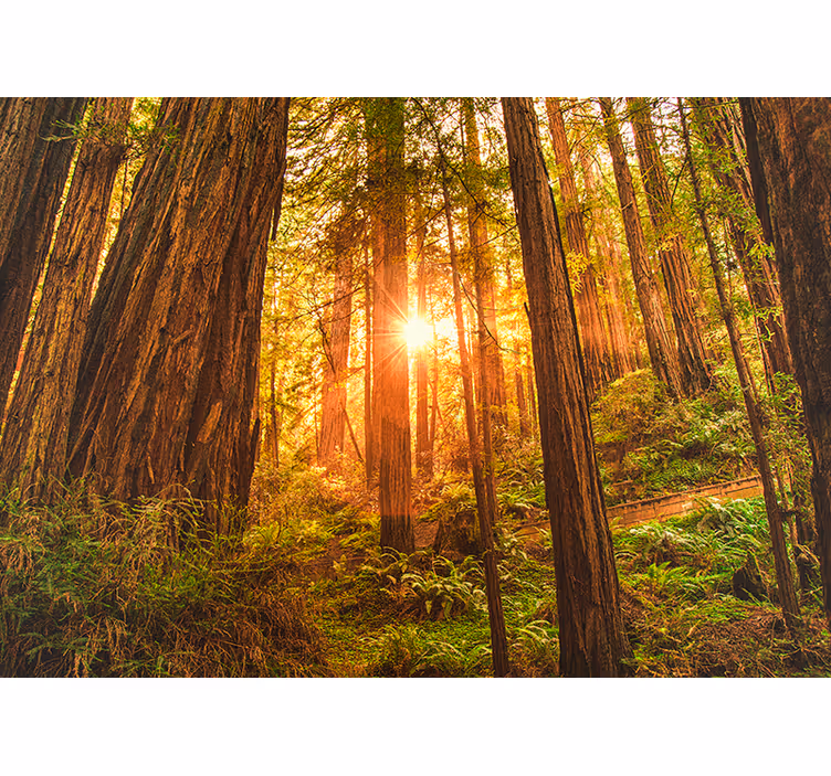 Mystischer Morgen Wald Wandtapete - TenStickers