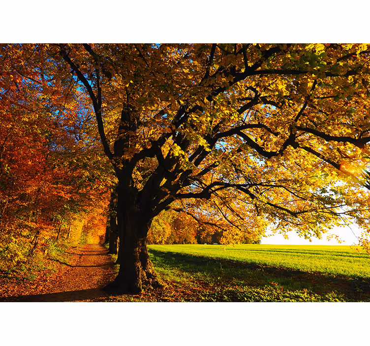 Fototapete Baum herbstlicher waldweg - TenStickers