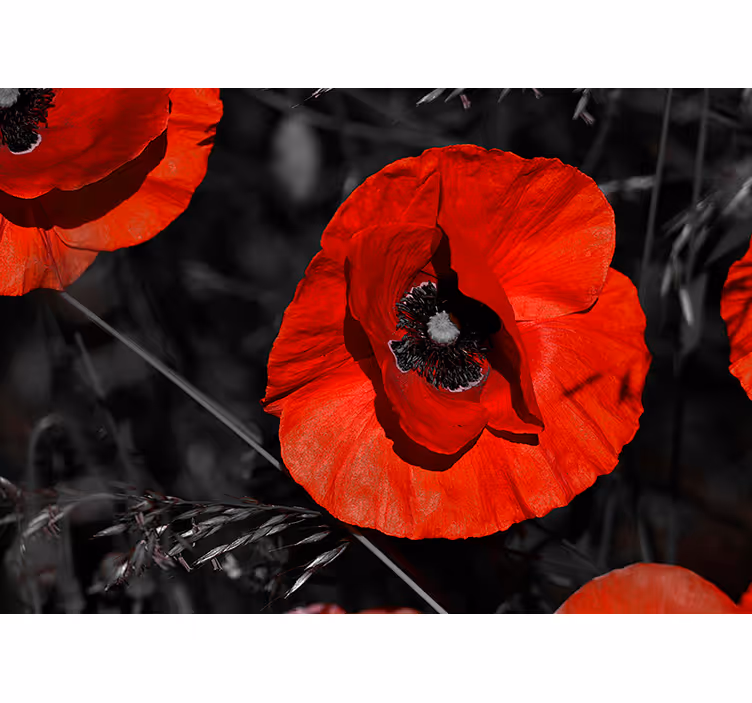 Blüten Mohnblume Fototapete - TenStickers