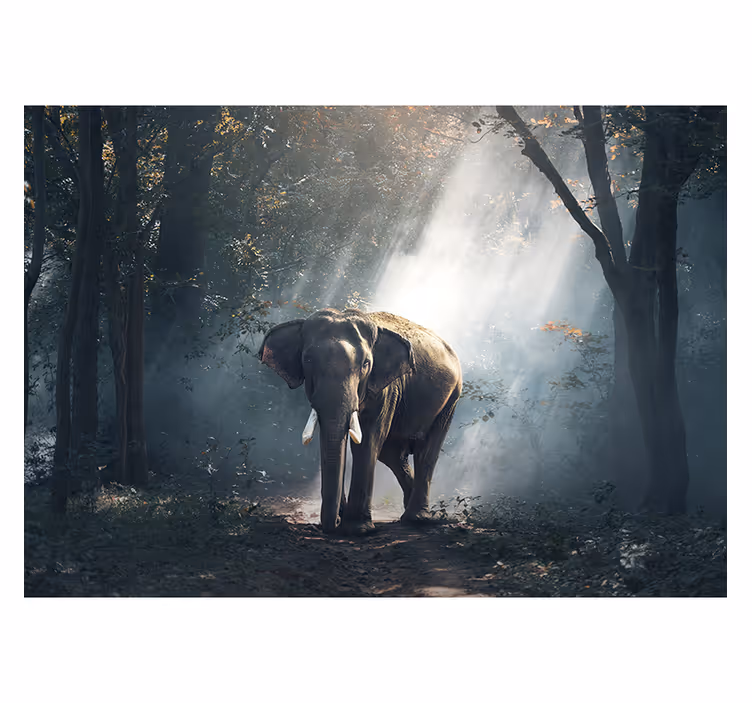 Fototapete tiere majestätischer wald-elefant - TenStickers